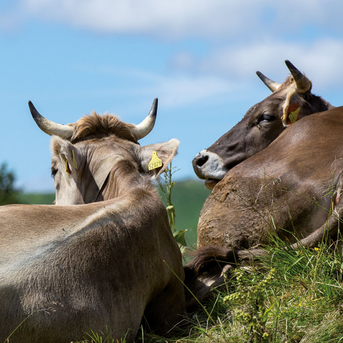 braune Kühe mit Hörnern der Heumilchbauern auf einer schönen Almwiese