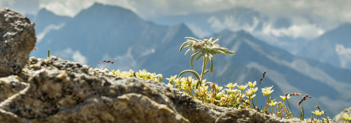 Edelweiß auf einem Stein mit Berglandschaft im Hintergrund