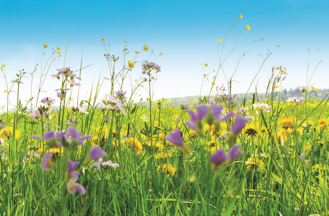 Bunte Blumenwiese. Artenvielfalt durch Heumilch.