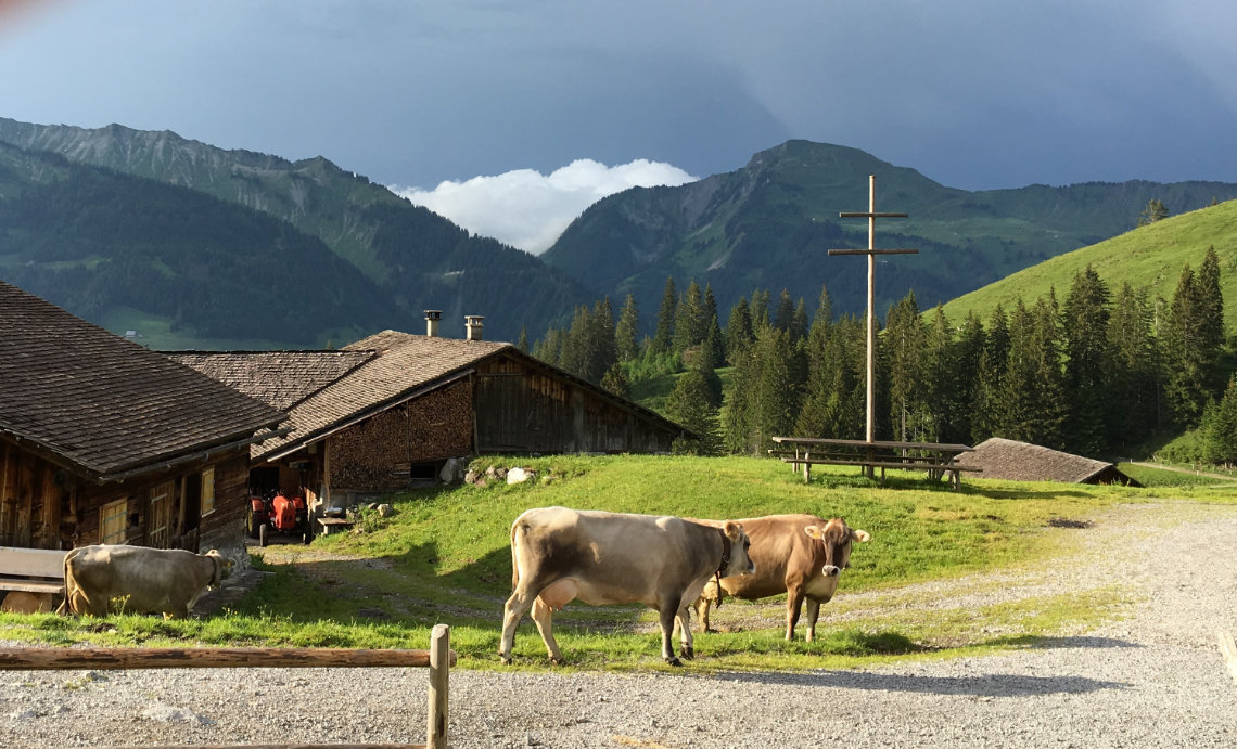 Dreistufenwirtschaft. Kühe in der Sonne vor einer urigen Berghütte im Hintergrund Berge.
