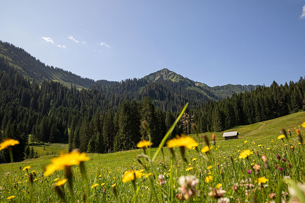 Bunte Blumenwiese im Kleinwalsertal