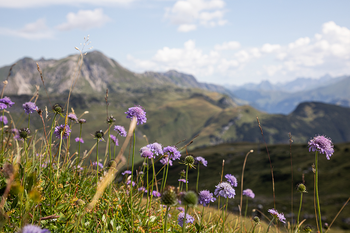 Lilane Blumen in den Bergen ganz nah. Im Hintergrund ein atemberaubendes Bergpanorama.