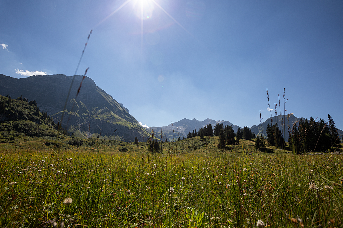Blumenwiese mit verschiedenen Pflanzen im Hintergrund ein Bergpanorama.