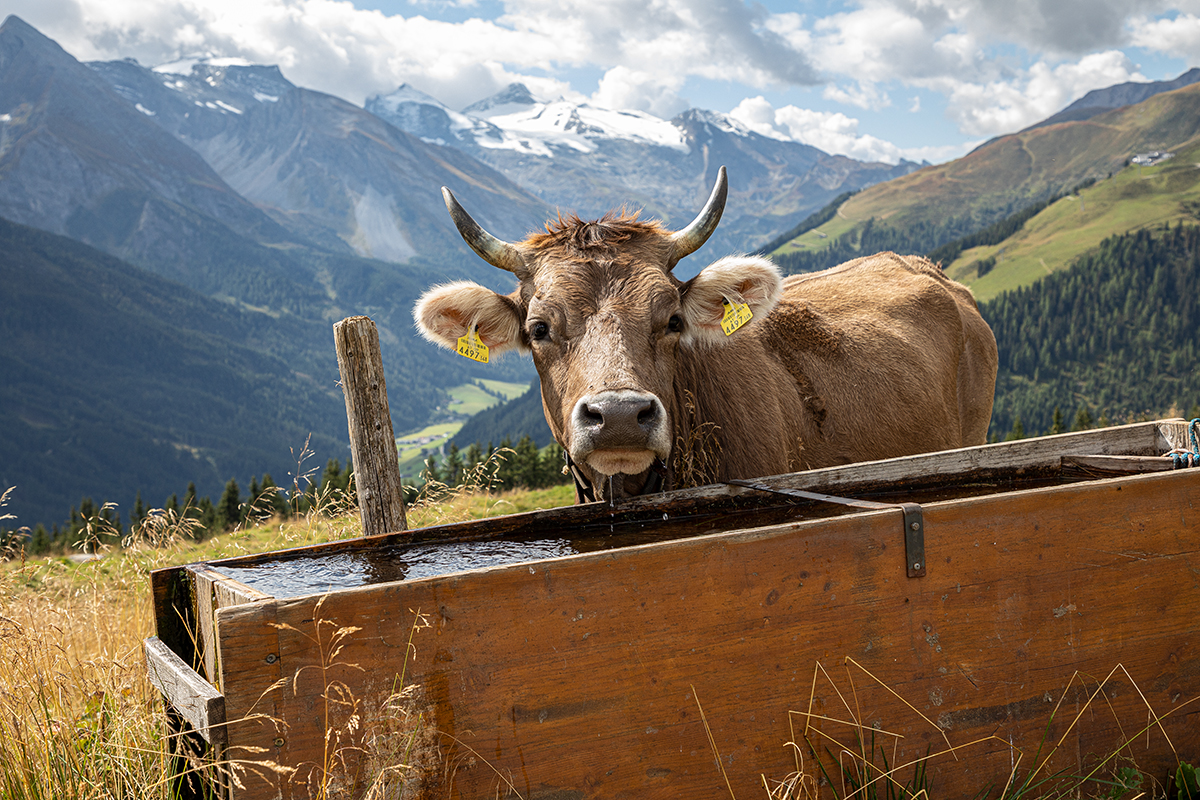 Kuh beim Trinken aus einer Hölzernen Trinkrinne. Im Hintergrund sind Berge. 