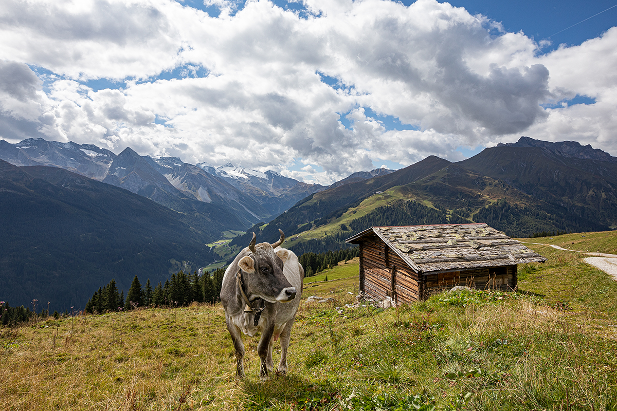 Grasende Kuh vor einer urigen Holzhütte im Hintergrund ein Bergpanorama.