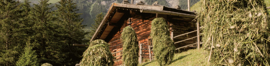 Hütte in den Bergen. Urige Holzhütte in der Sonne mit Bäumen.